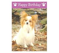 Papillon, Dog Birthday Card