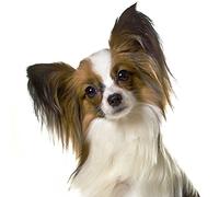 Papillon Dog Greeting Card - Square