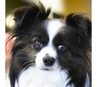 Papillon Dog Greeting Card Square - Gift Idea Special Occasion Blank Inside with Envelope Premium Unique Design Animal Cute Illustrated Wildlife Quality Included UK Designed