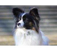 Papillon Greeting Card - Landscape