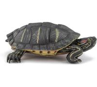 PAPO Florida turtle
