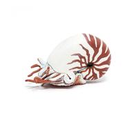 Papo Marine Life Nautilus Toy Figure, Three Years & Above, White/Red (56061) Papo Multicolor