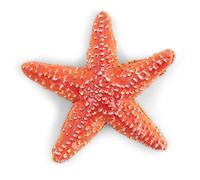 Papo Marine Life Starfish Toy Figure - Age 3+ - 7 x 2 x 6.7 cm