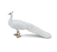 PAPO white peacock