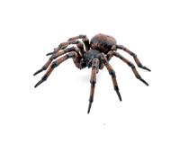Papo Wild Life in the Garden Common Spider Toy Figure, Three Years & Above, Brown/Orange (50292) Papo Multicolor