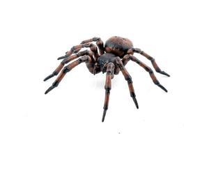 Papo Wild Life in the Garden Common Spider Toy Figure, Three Years & Above, Brown/Orange (50292) Papo Multicolor