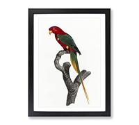 Papuan Lorikeet By F. Levaillant Vintage Framed Wall Art Print, Ready to Hang Picture for Living Room Bedroom Home Office Décor, Black A4 (34 x 25 cm)