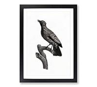 Paradise Crow by Jacques Barraband Framed Print | A2 Black Framed Wall Art | Ready to Hang | Modern Animal Picture | Living Room Bedroom Lounge Office