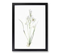 Paradise Lily by Pierre-Joseph Redoute Framed Print | A2 Black Framed Wall Art | Ready to Hang | Modern Floral Picture | Living Room Bedroom Lounge Office