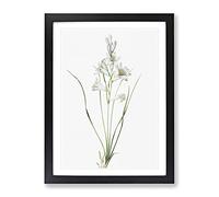 Paradise Lily By Pierre Joseph Redoute Vintage Framed Print | A3 Black Framed Wall Art | Ready to Hang | Classic Floral Picture | Living Room Bedroom Lounge Office
