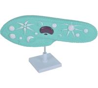Paramecium Model, Protozoan Model, Biological Classroom Display Teaching Aids with Base, Junior High School Experiment Equipment
