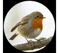 Parastone Museum Collection Domed Glass Paperweight - Robin