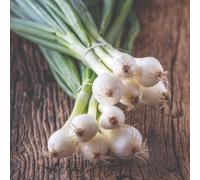 Paris Silverskin Onion Seeds Easy Grow Delicious Salad/pickling Onion. Home Garden. Thompson & Morgan.