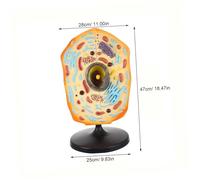 Parliky Anatomical Animal Cell Teaching Model for Biology Education Material Detailed Key Stage Science Kit for Middle School Students and Classroom Demonstrations