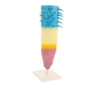 Parliky Botanical Root Profile Model Corn Plant Longitudinal Section Educational Teaching Tool for Biology Labs Science Experiments High School and Middle School Study Aid