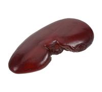 Parliky Realistic Fake Kidney Halloween Cosplay Accessory Prank Prop for Dollhouse Decoration Lifelike Organ Model with Authentic Texture for Party and Theme Settings