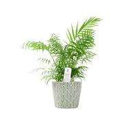 Parlour Palm (Chamaedorea Elegans) - 17cm Pot - Ceramic Old Style Green