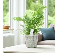 Parlour Palm Chamaedorea Elegans 17Cm Pot Garden Plant