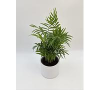 Parlour Palm, Chamaedorea Elegans