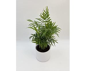 Parlour Palm, Chamaedorea Elegans