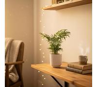 Parlour Palm Plant in White Ceramic Pot - Indoor Houseplant by Luxe Leaf Plants - Pot Included
