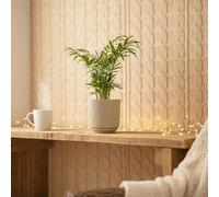 Parlour Palm Plant with Olive Ceramic Pot - Indoor Houseplant by Luxe Leaf Plants - Pot Included