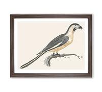 Parrot By Johan Teyler Vintage Framed Wall Art Print, Ready to Hang Picture for Living Room Bedroom Home Office Décor, Walnut A4 (34 x 25 cm)