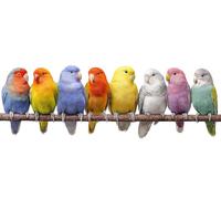 Parrot Diamond Pinting Animal Diamond Art Kits Adults, Crystal Gem Art 5D DIY Round Full Drill Crystal Rhinestone Embroidery Cross Stitch Hobbies for Adults Women, Home Decor 100*300CM -hjw26040O