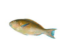 Parrot Fish 1.2 kg -/+10%