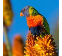 Parrot on a yellow flower - 2000 piece Paper puzzle - something for every taste, puzzle for adults70x100cm