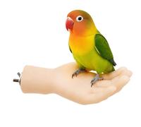 Parrot Perch, Shaped Like A Simulated Hand, Is A Cage Perch Designed To He