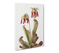 Parrot Pitcherplant Flowers By Mary Vaux Walcott Vintage Canvas Wall Art Print Ready to Hang, Framed Picture for Living Room Bedroom Home Office Décor, 20x14 Inch (50x35 cm)
