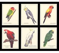 Parrot - Sun Conure, Cockatiel, Fischer's Lovebird, Yellow-Fronted Amazon, Greater Sulphur-Crested Cockatoo and Green-Winged Macaw - Art Collectors Cards