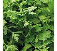 Parsley Flat Leaved Organic Seeds 1 packet (700 seeds) - Thompson and Morgan