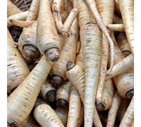 Parsnip Warrior F1 - Sweet High-Yield Root Vegetable For Uk Gardens - Easy To Grow - Thompson & Morgan Seed Packet