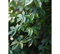 Parthenocissus Quinquefolia Virginia Creeper Vigorous Climber