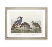 Partridge Birds By John James Audubon Vintage Framed Print | A3 Oak Framed Wall Art | Ready to Hang | Classic Nature Picture | Living Room Bedroom Lounge Office