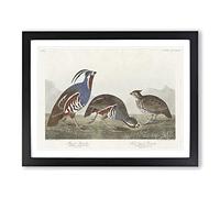 Partridge Birds By John James Audubon Vintage Framed Print | A4 Black Framed Wall Art | Ready to Hang | Classic Nature Picture | Living Room Bedroom Lounge Office