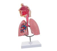 PartyKindom 1Pc Human Respiratory Lung Tool for Anatomy and Physiology Realistic Display for Medical and Educational Use for Schools and Science