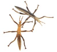 PartyKindom 2Pcs Stick Insects Figurines Educational Simulated Insect Models for Early Learning Reusable Material Realistic Texture Cognitive for Teaching Aids