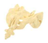 PartyKindom Human Sacrum Anatomy Model Natural Lightweight Compact Sacrum Bone Model for Medical Education Study Aid Teaching Tool with Smooth Surface for Classroom and Doctor Office Use