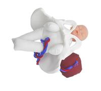 PartyKindom Obstetric Pelvis Model with Fetus Umbilical Cord Placenta Realistic Birth Process Simulator Medical Teaching Midwife Training Tool for Prenatal Education and Labor Demonstration