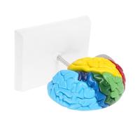 PartyKindom Scale Human Right Hemisphere Brain Model Detailed Anatomical Teaching Tool for Science Education Sturdy Construction Lifelike Design with Clear Region Labels for Biology Learning