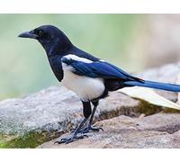 Passerines: From Flycatchers to Thrushes