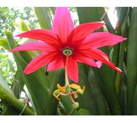 Passiflora Antioquiensis Red Passion Flower Plug Plant