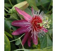 Passiflora Ariana Rare Passion Flowerplug Plant