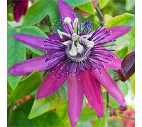 Passiflora Beervelde Passion Flower Garden Climber Climbing Semi Evergreen Plant