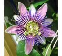 Passiflora Belotti Rare Passion Flowerplug Plant