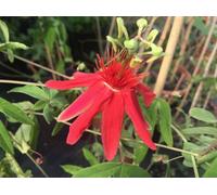 Passiflora Cocuyensis Rare Passion Flowerplug Plant