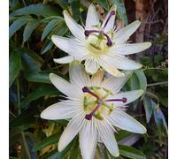 Passiflora Constance Elliott 9Cm Potted Plant Hardy Climber